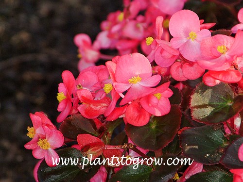 Nightlife Begonias Deep Rose (Begonia x semperflorens)